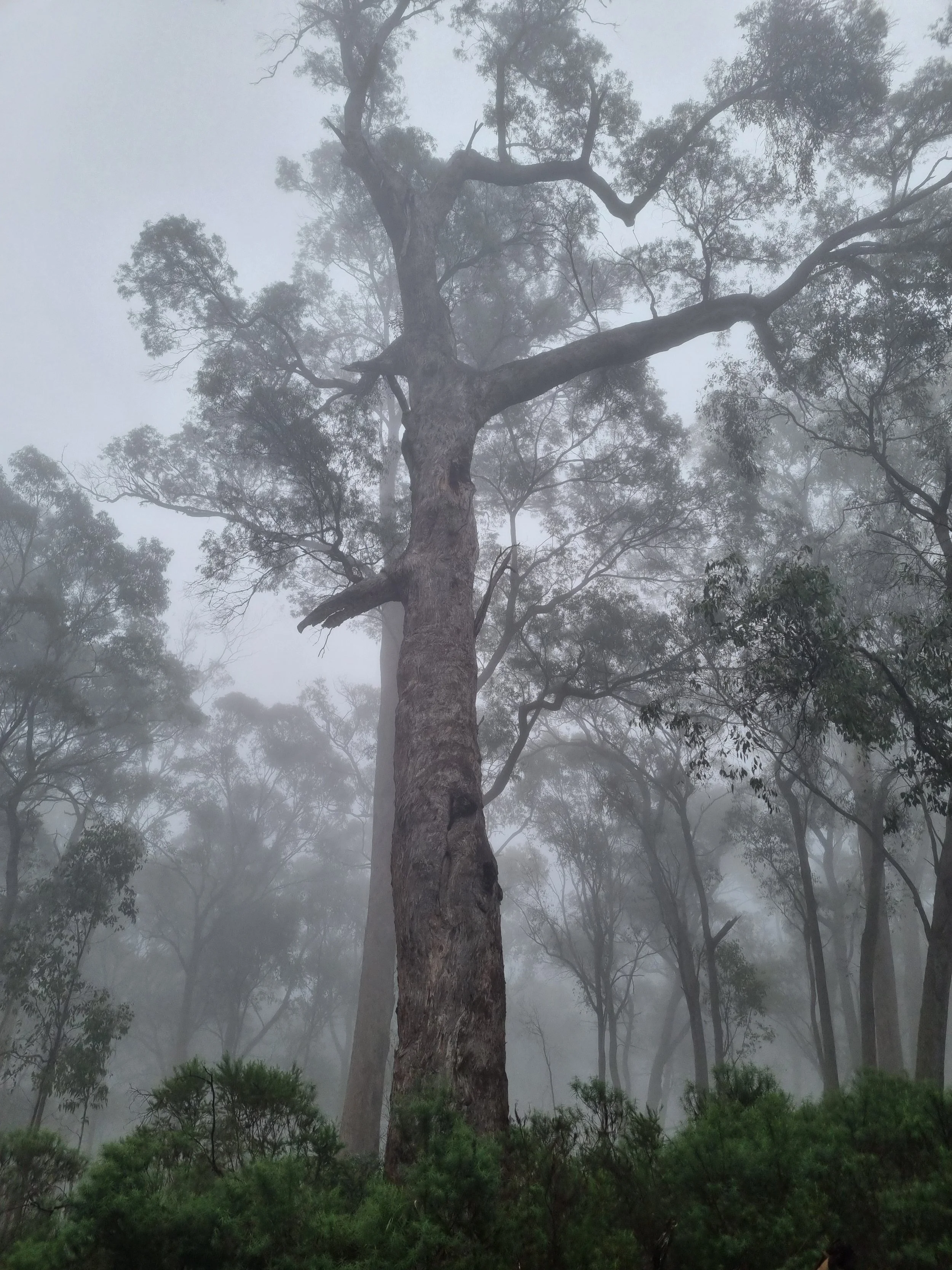 Large tree in misty forest