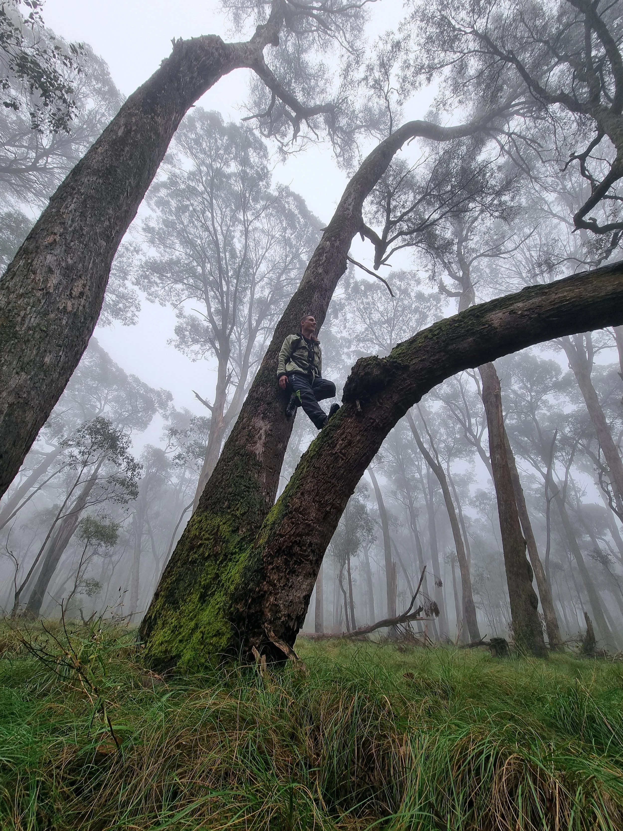 Man in a tree