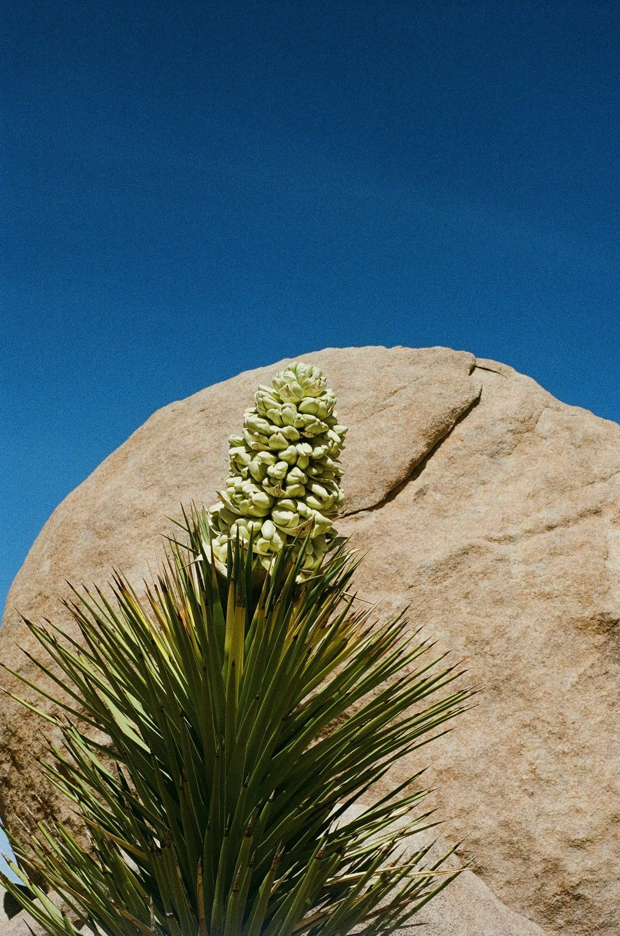 A Joshua tree blooming in the desert with long, spiky green leaves and a tall, cream-colored flowering, growing in front of large smooth sandstone rocks under a clear blue sky.