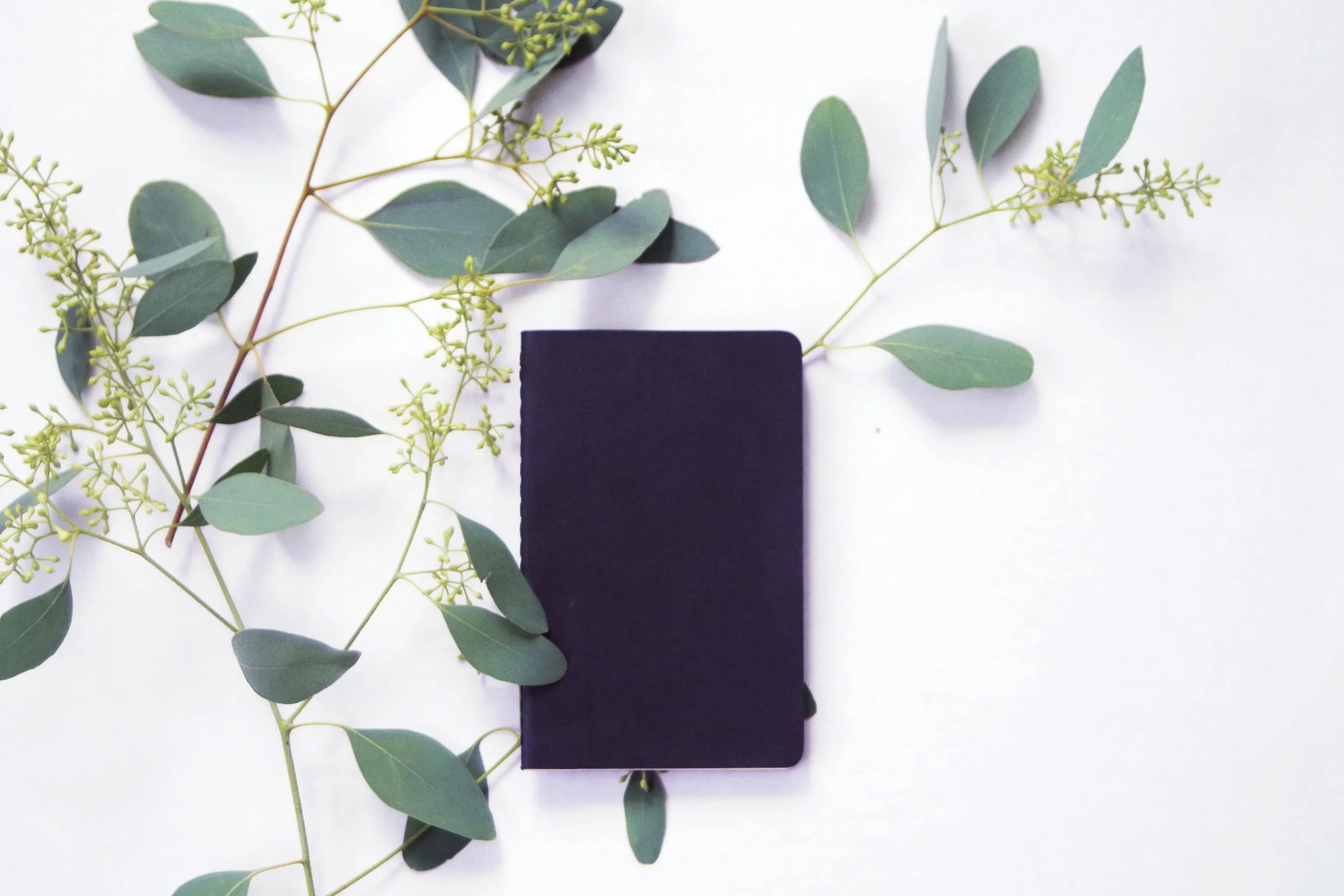 Eucalyptus leaves and flower sprigs arranged on white background with a black rectangle.