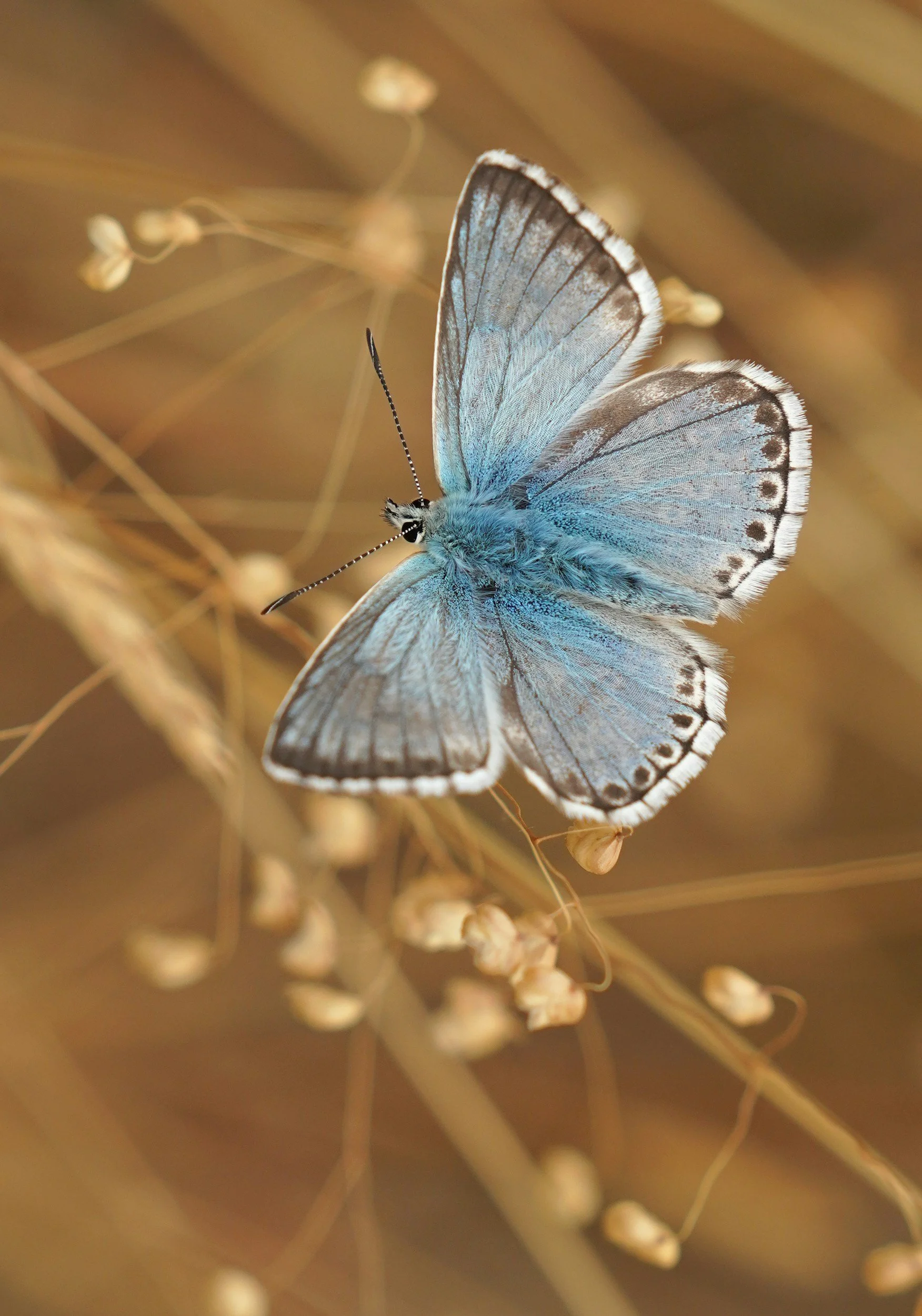 Close-up of a light blue butterfly resting on dry plant stems and seed pods in a natural setting.