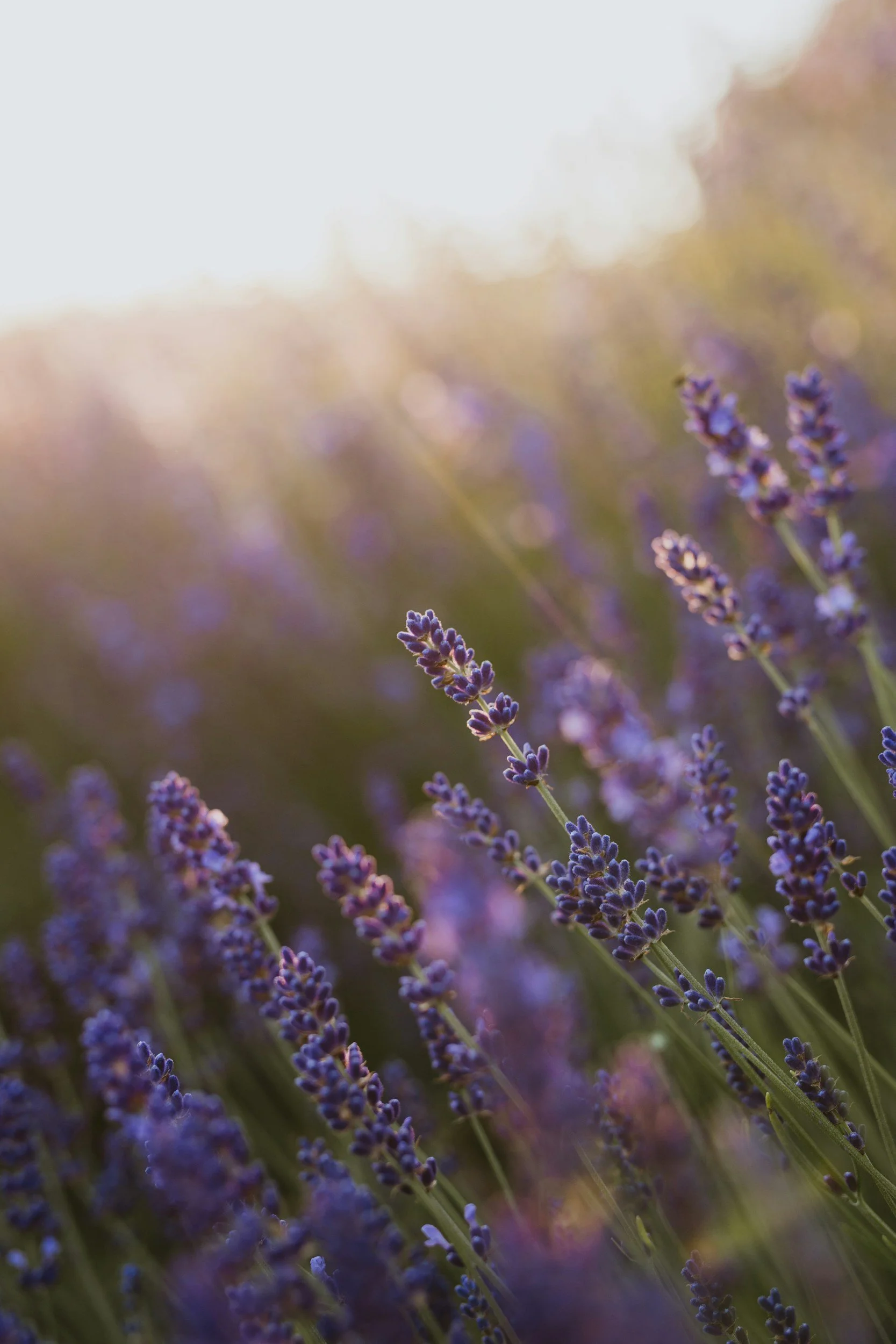 Close-up of purple lavender flowers in a field during sunset with soft bokeh background.