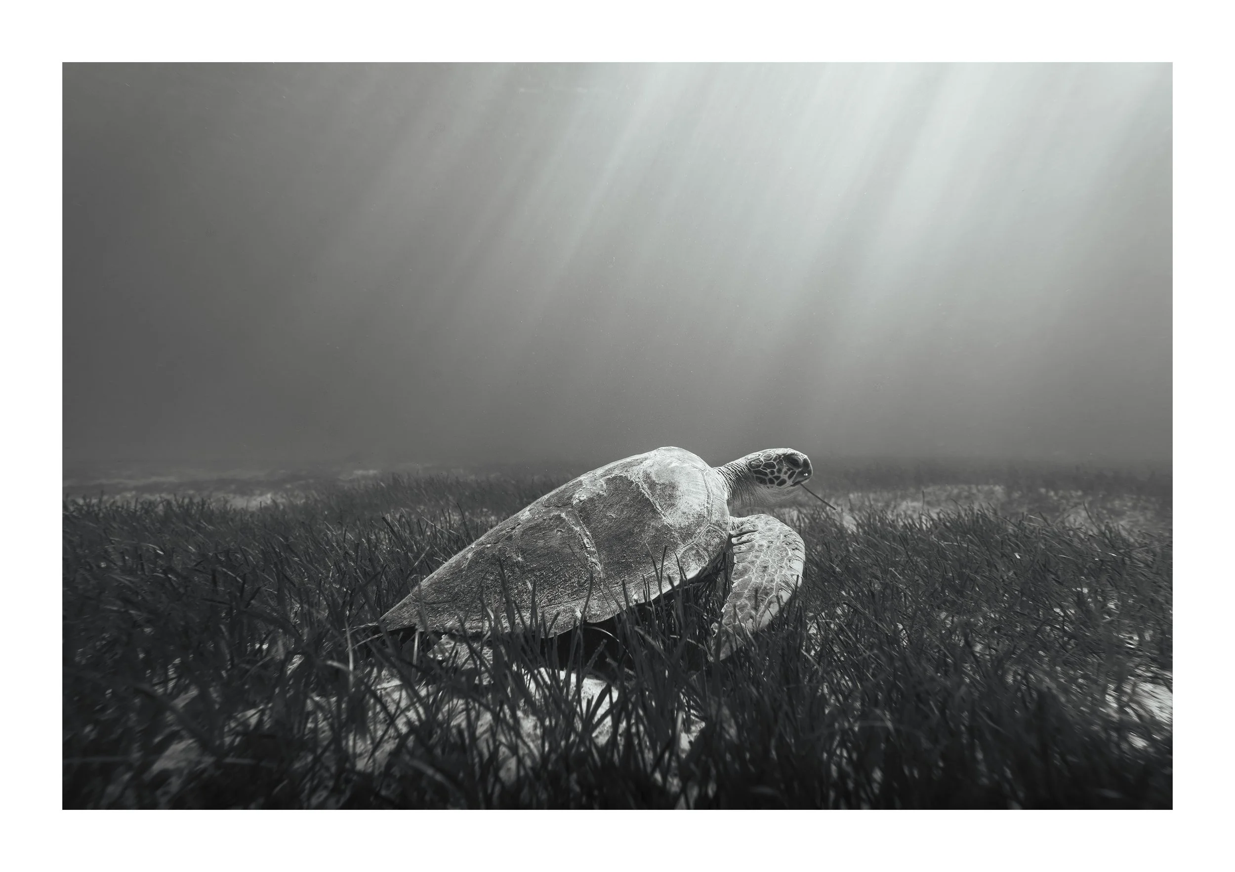 Seagrass Sanctuary BW copy.jpg
