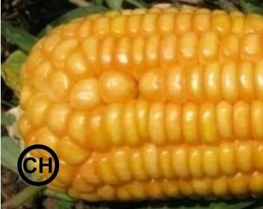 corn ch.jpg