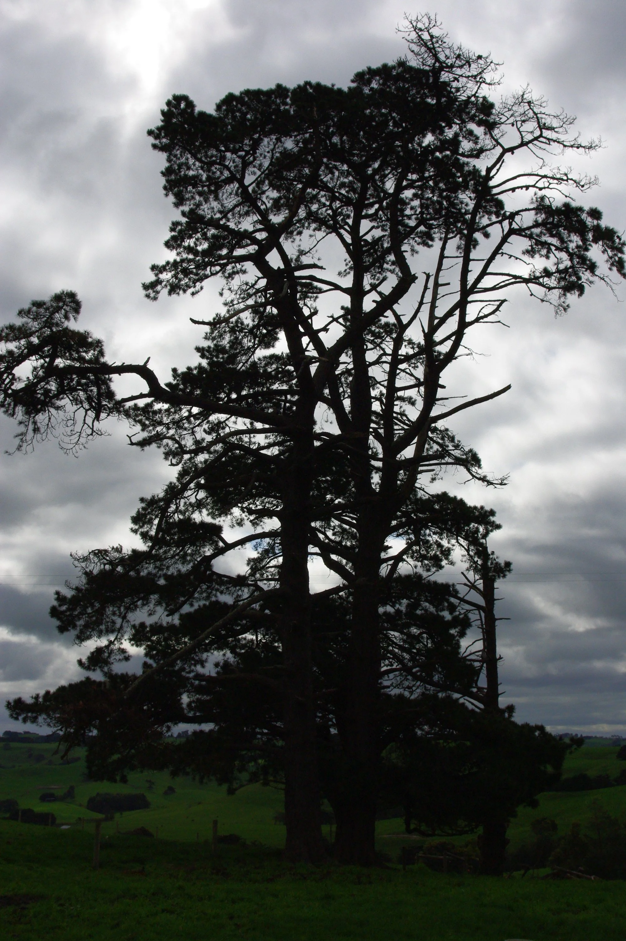 IMGP0521.JPG