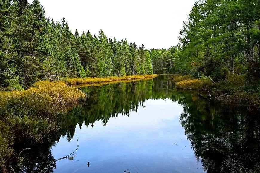 A peaceful river surrounded by dense green forest and bushes reflected in the water, with an overcast sky.