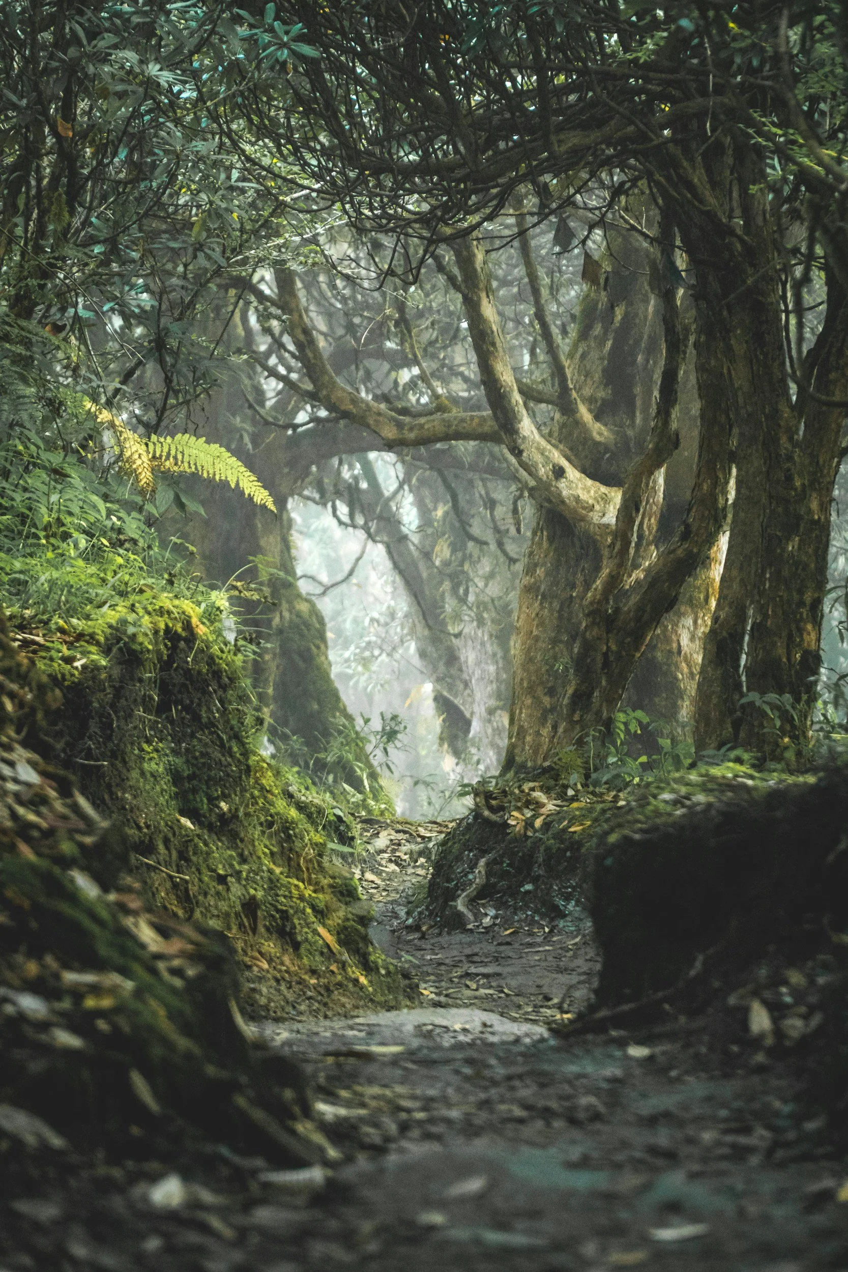 A forest scene with dense trees, moss-covered ground, and a narrow dirt path leading into the woods, with a misty atmosphere.