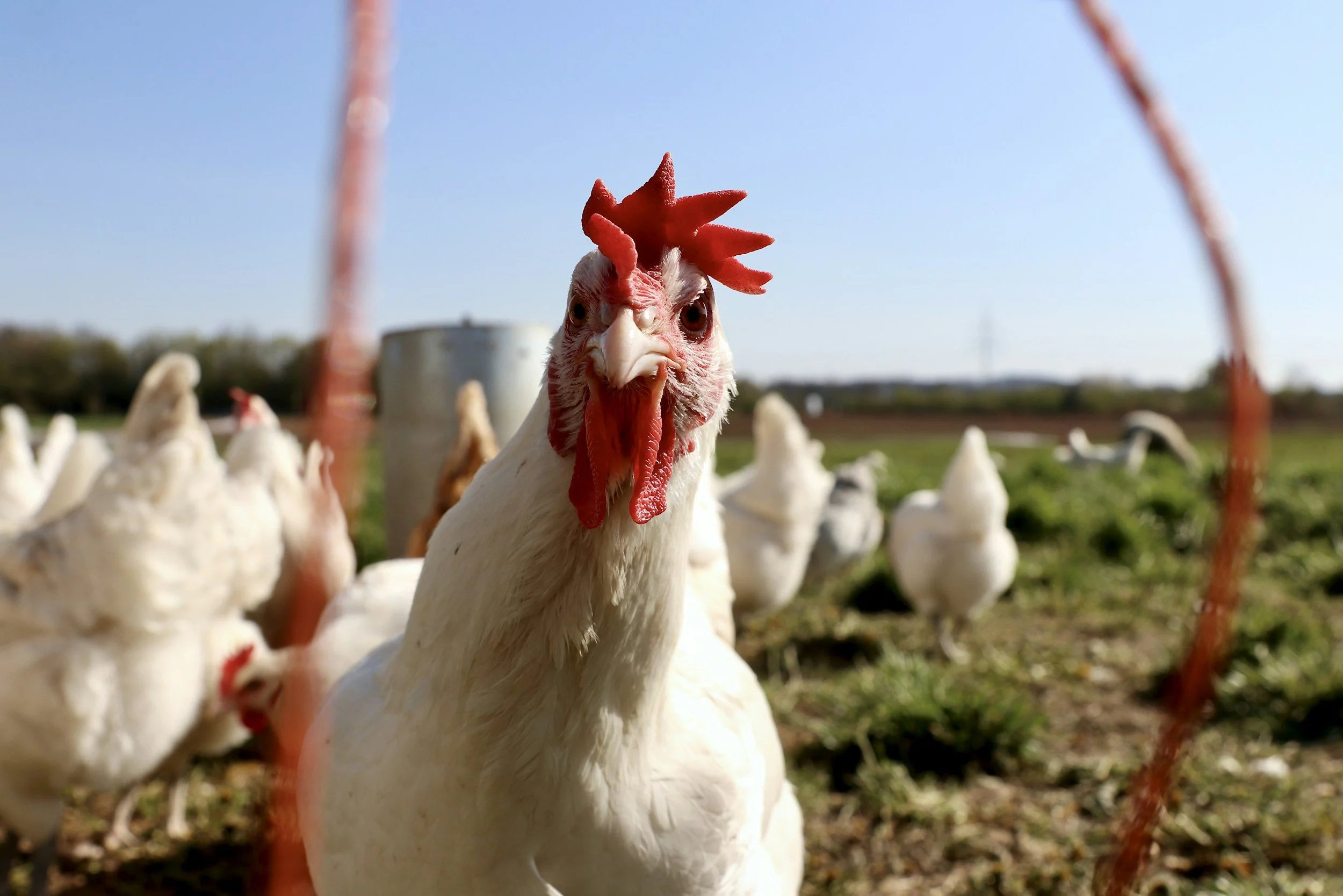 Close-up of a white chicken with a red comb and wattles, standing outdoors in a farmyard, with multiple chickens in the background under a clear blue sky.