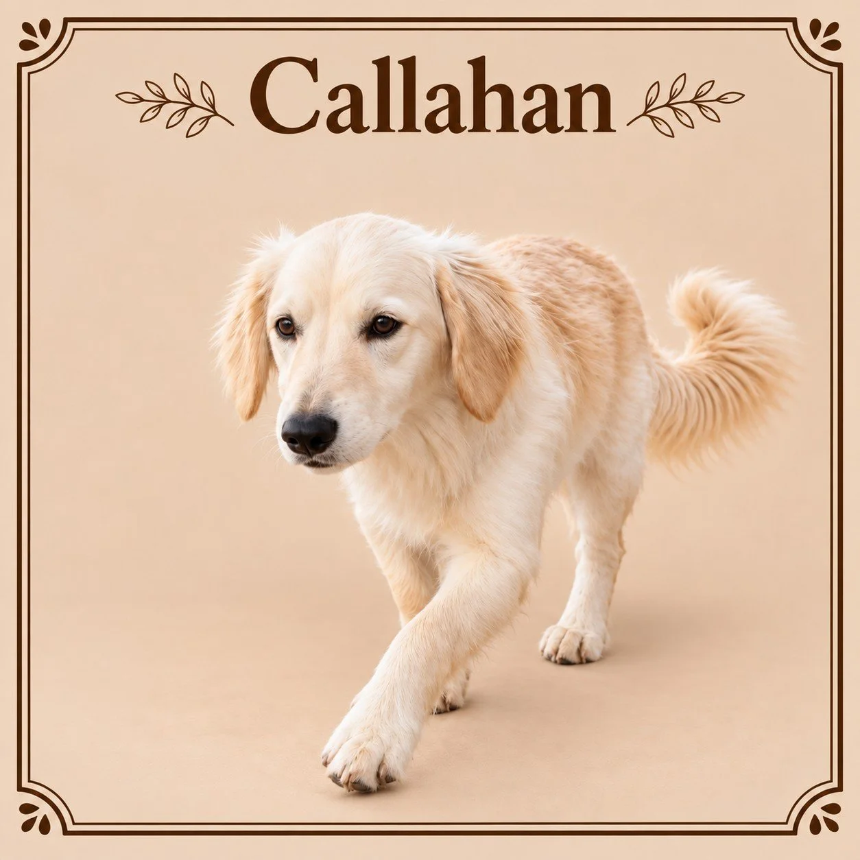 Callahan.jpg