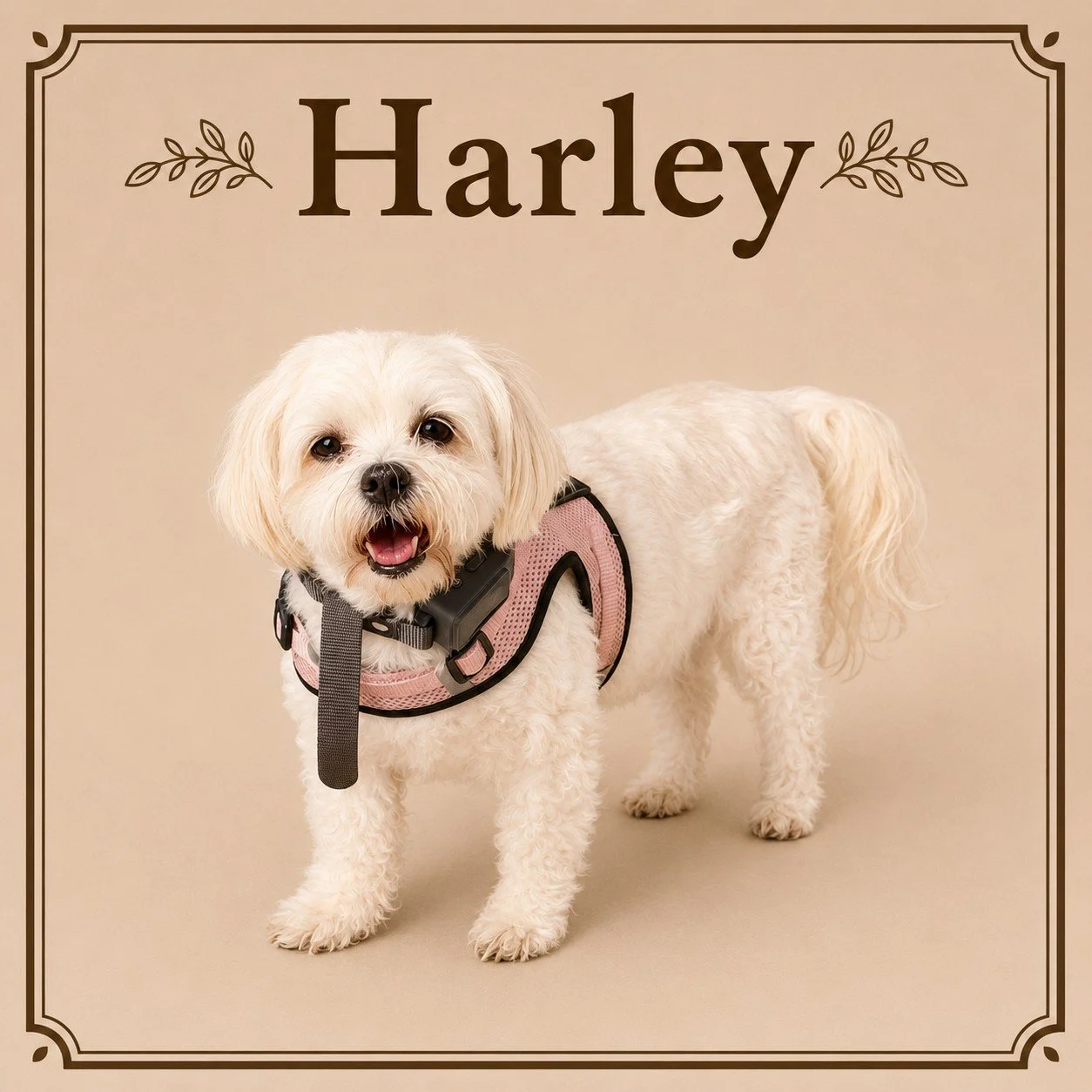 Harley.jpeg