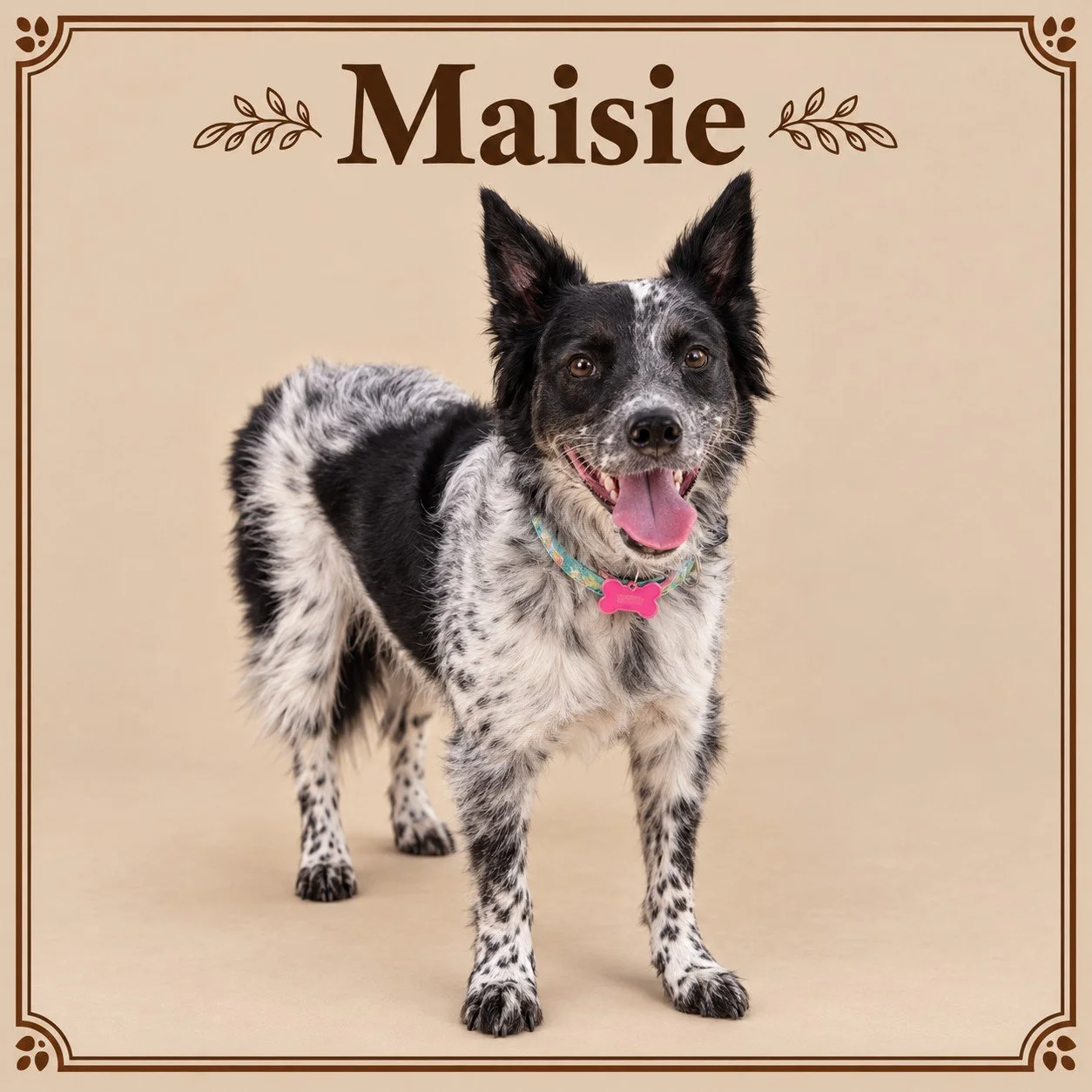 Maisie.jpg