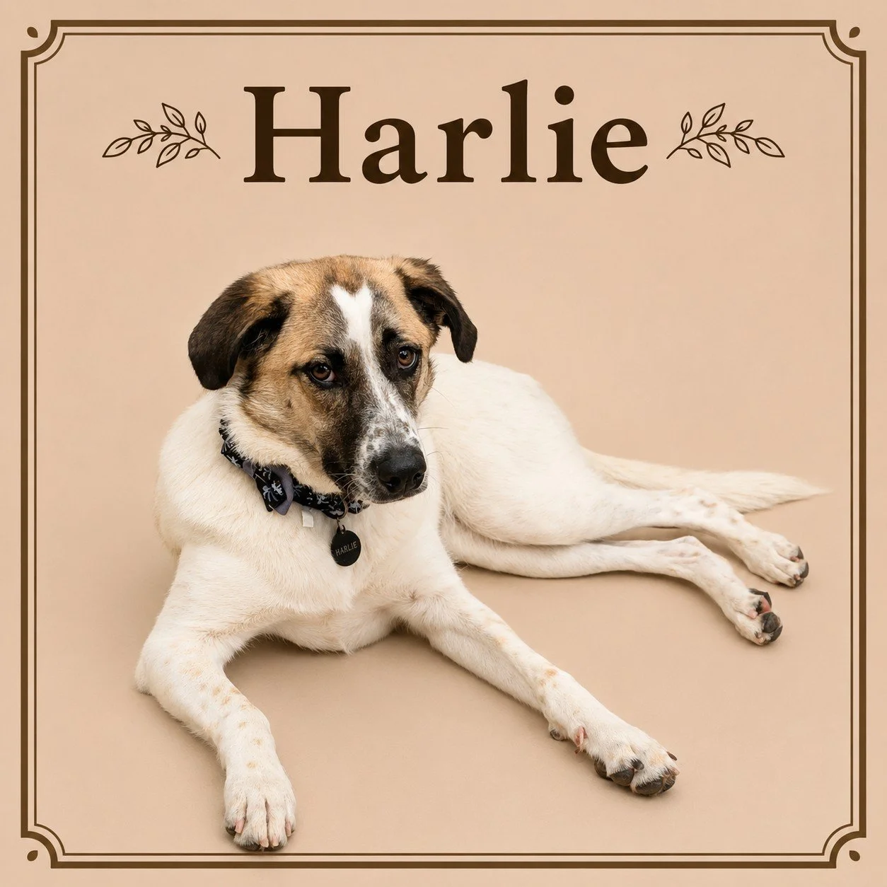 Harlie.jpeg