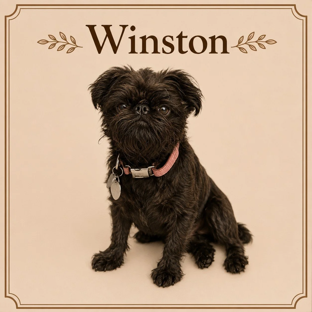 Winston (2).jpeg