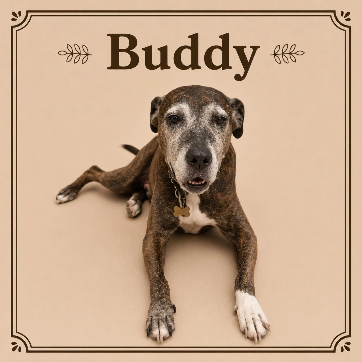 Buddy.jpeg