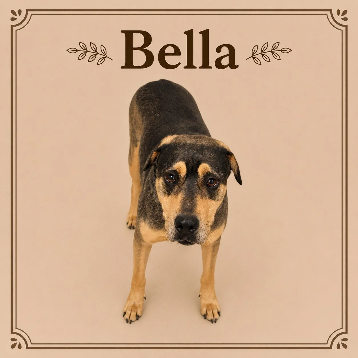 Bella.jpeg