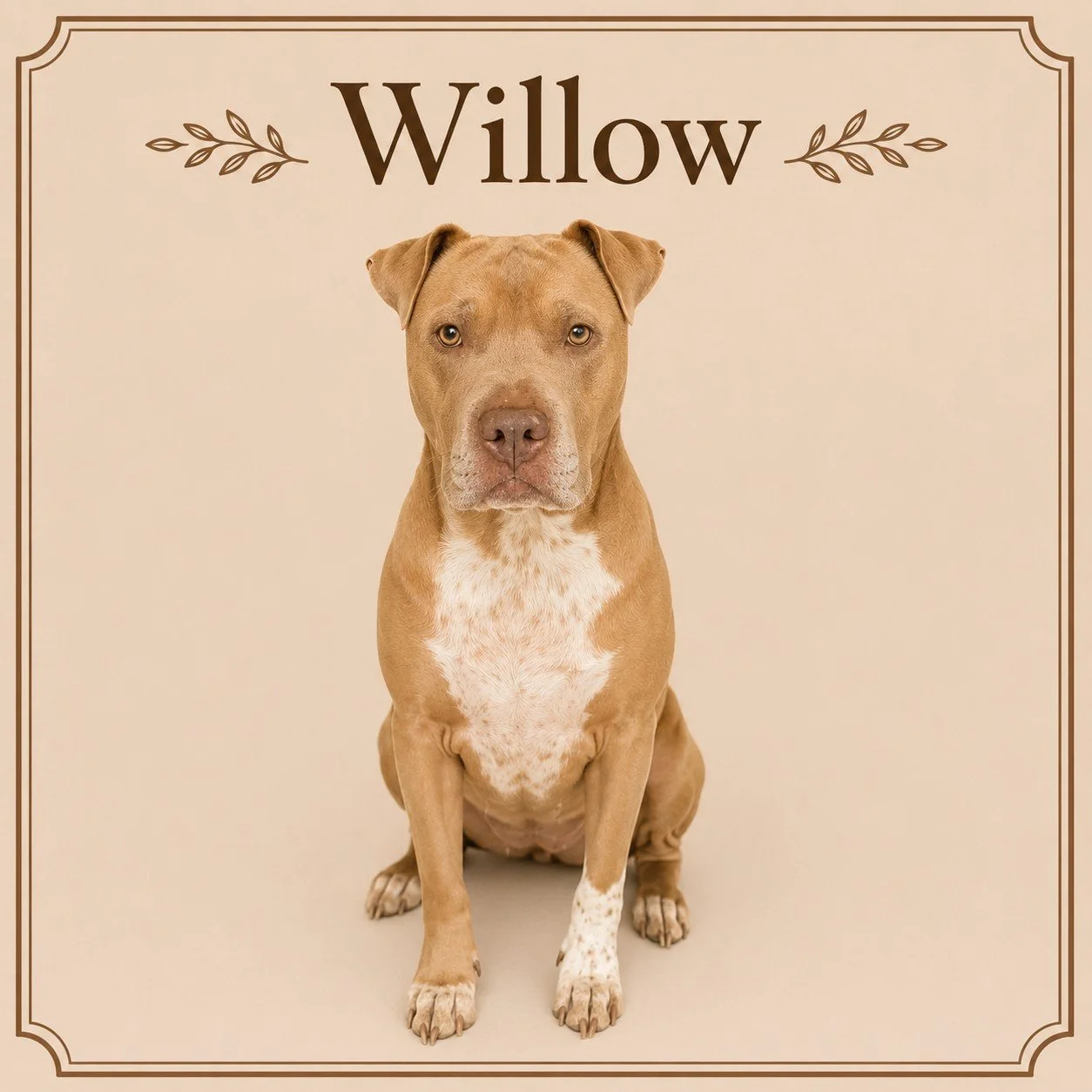 Willow.jpeg