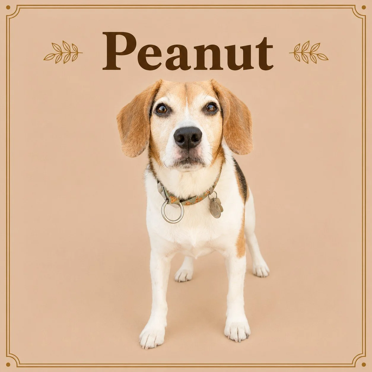 Peanut.jpeg