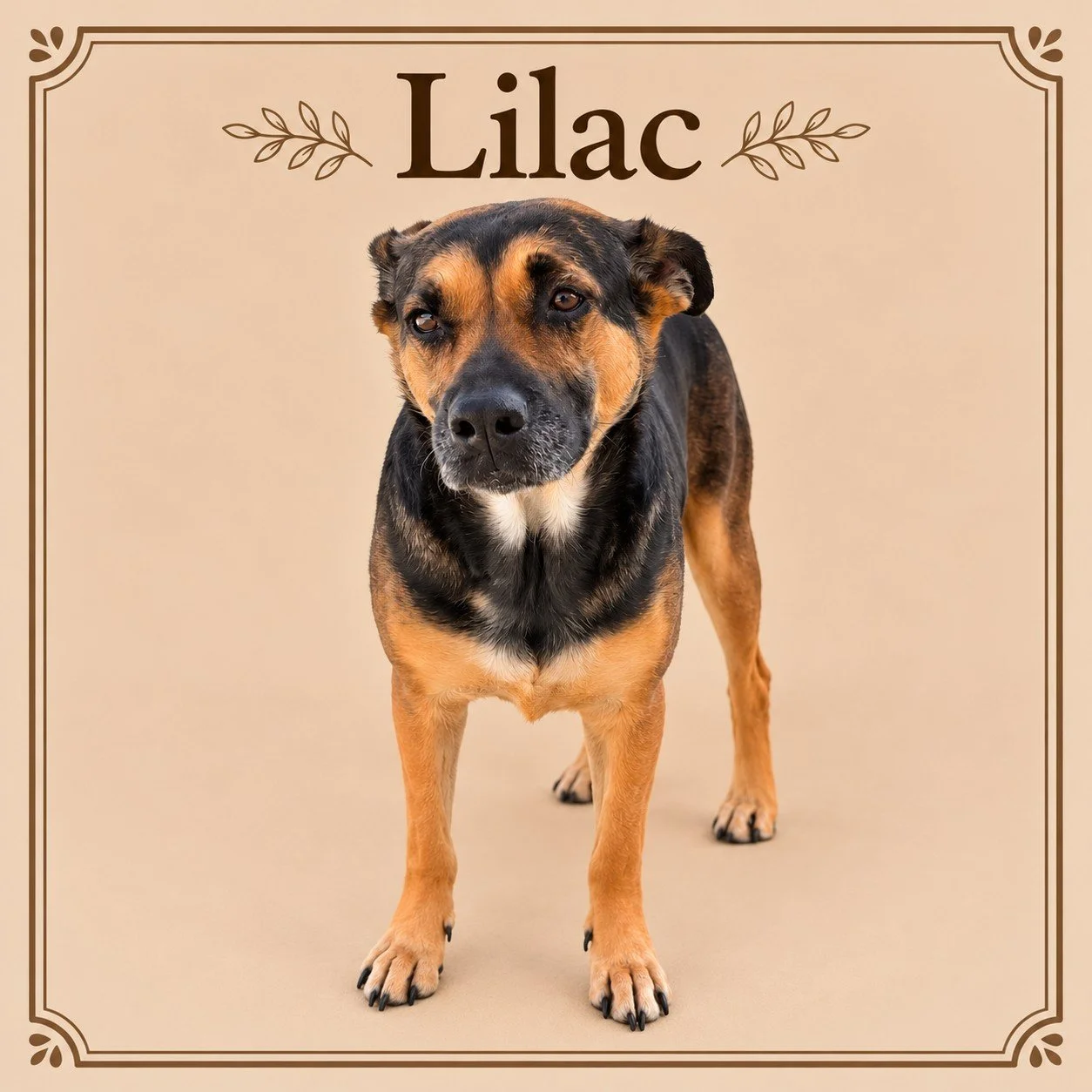 Lilac.jpg