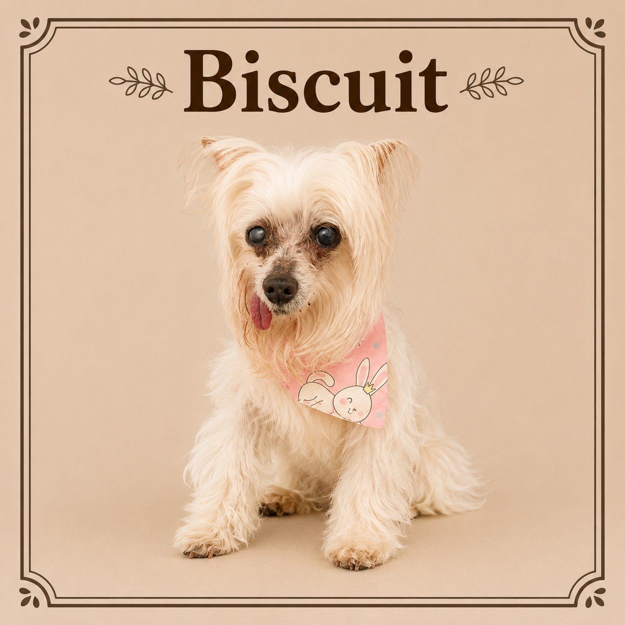 Biscuit.jpeg