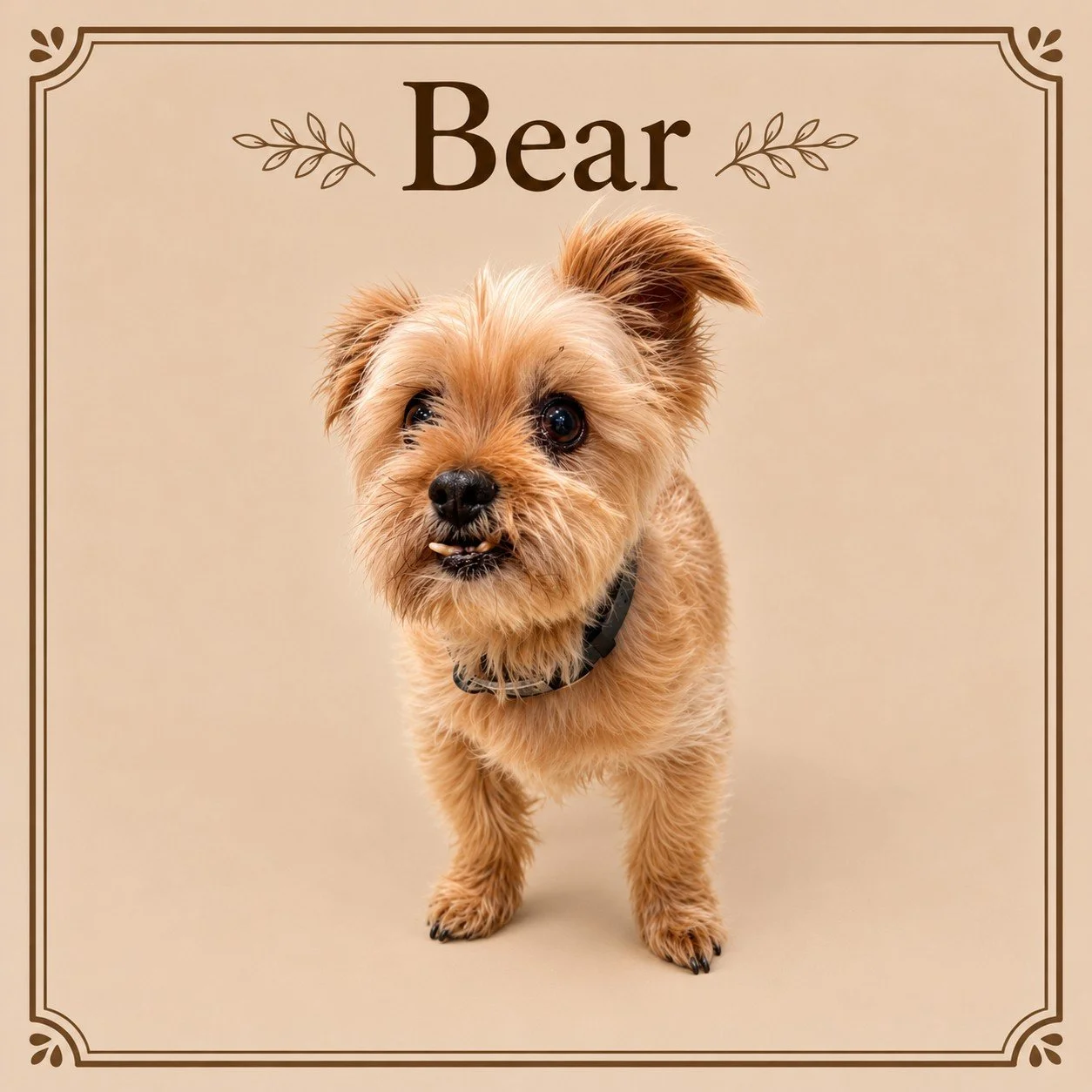 Bear.jpg