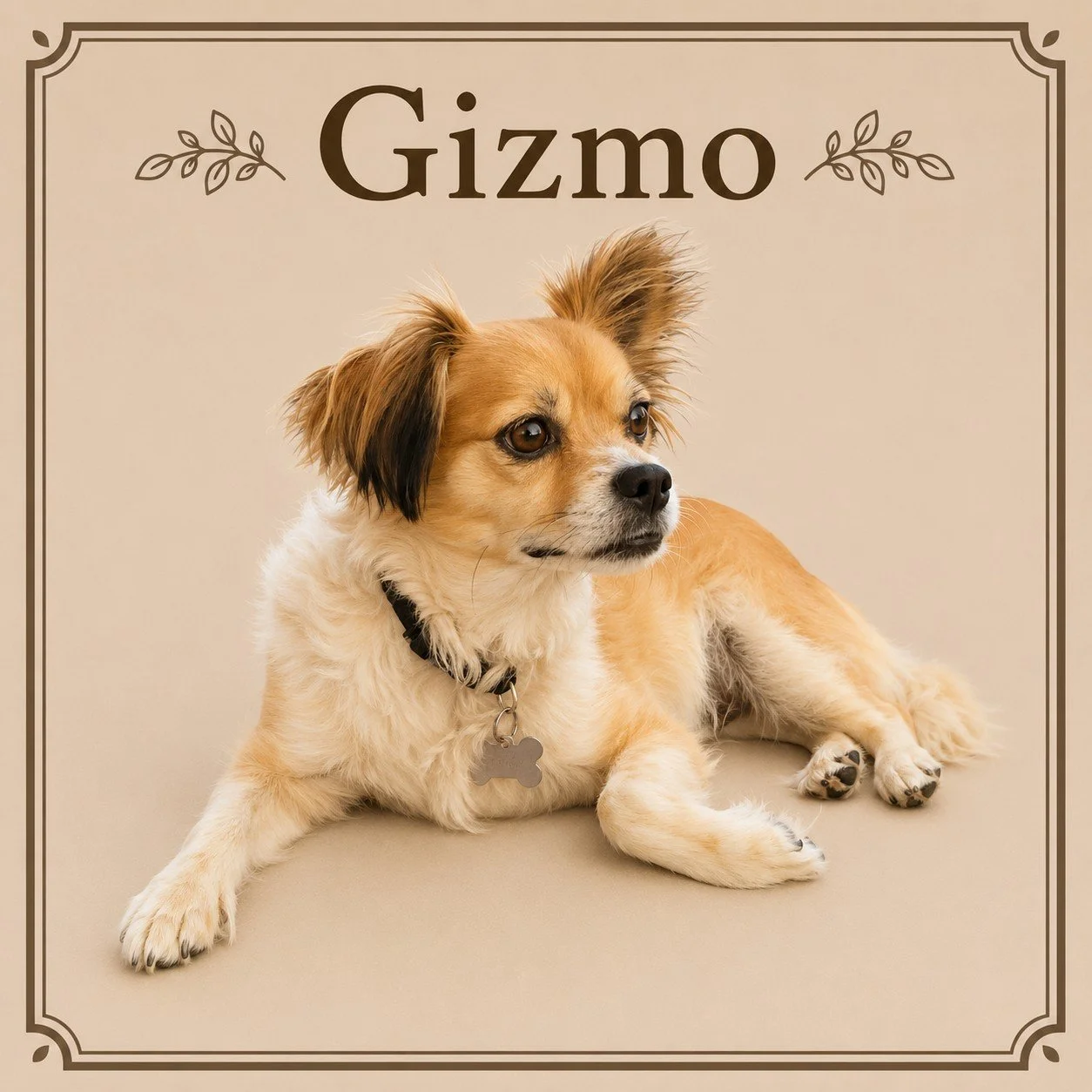 Gizmo.jpeg