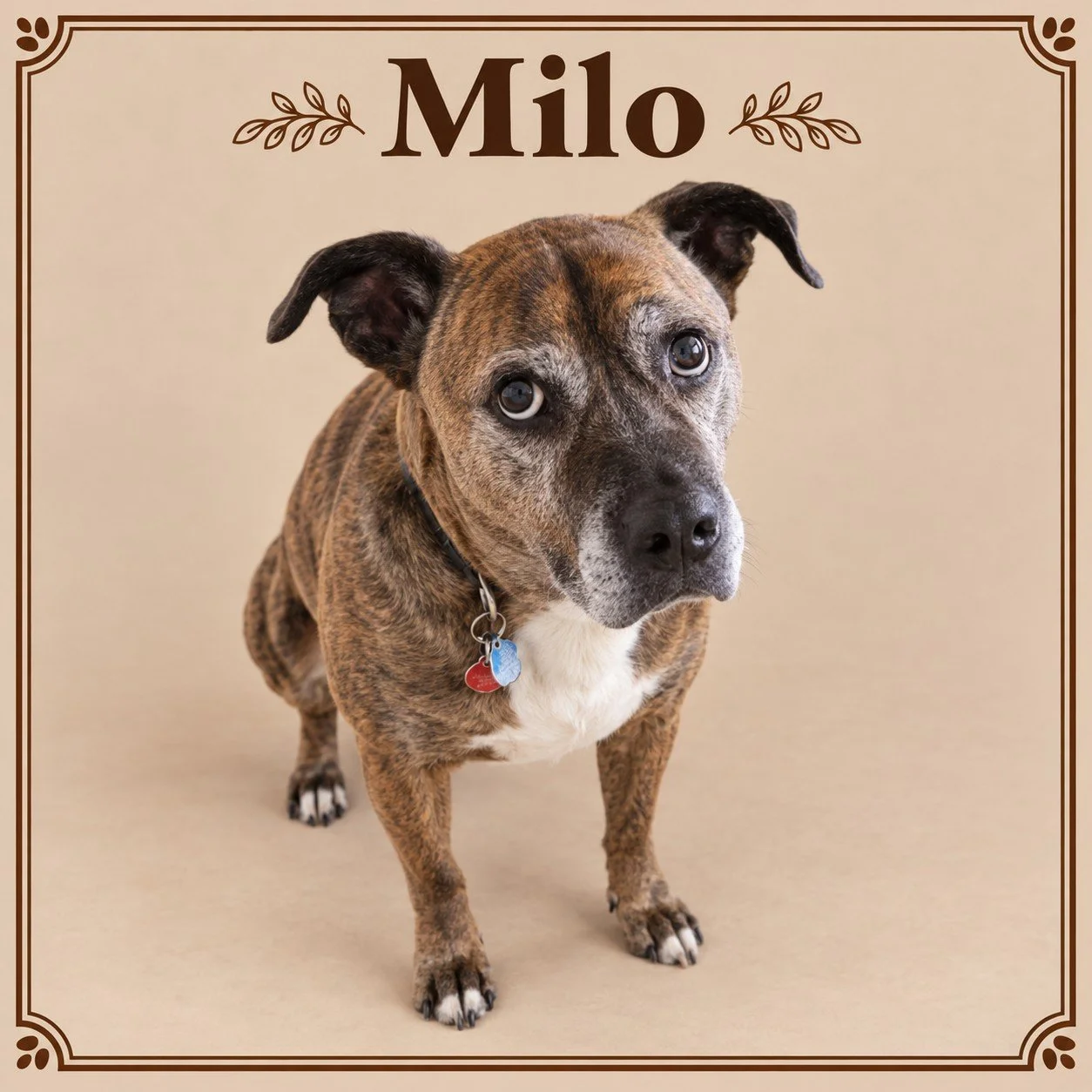 Milo.jpg