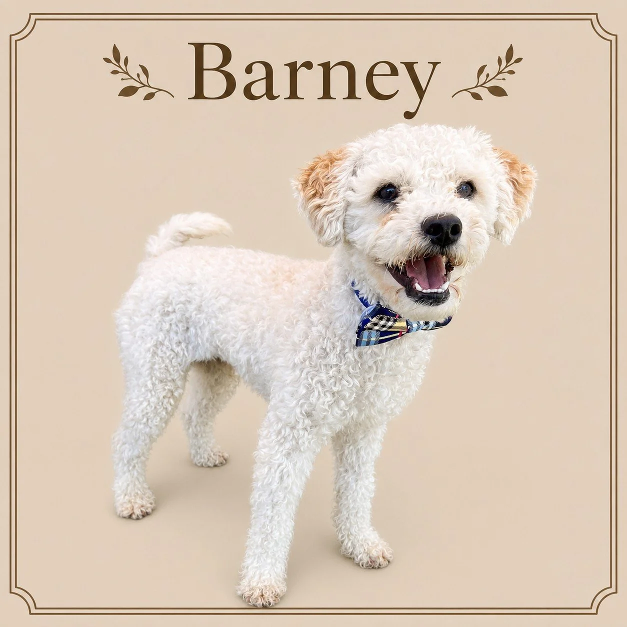 Barney.jpeg