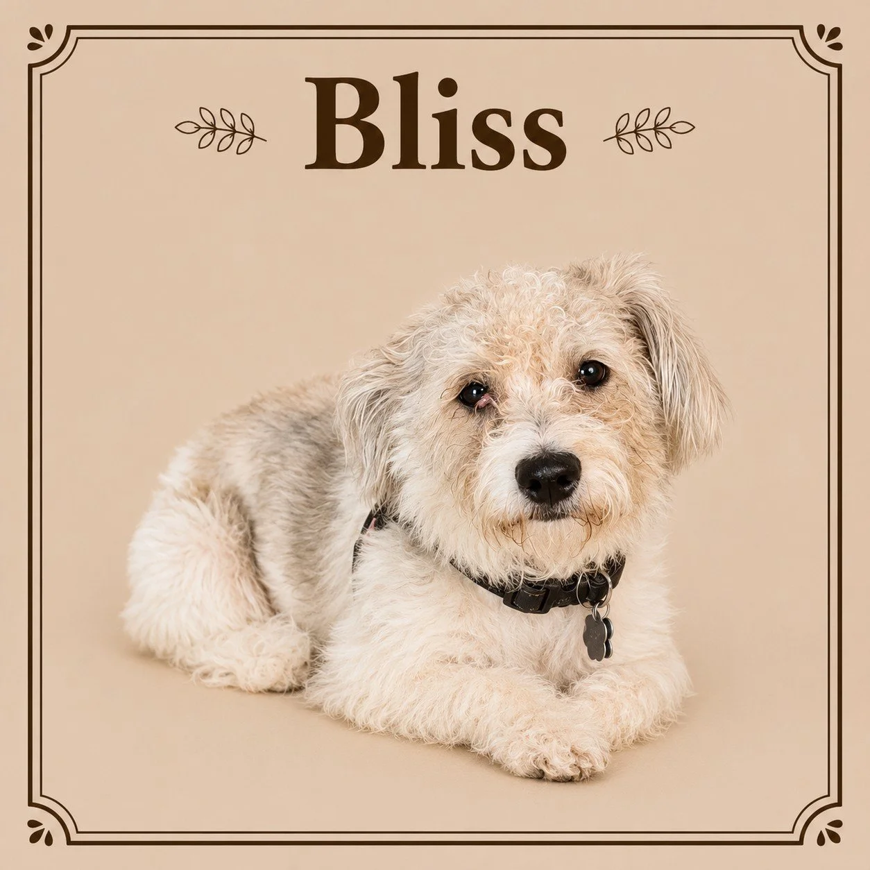 Bliss.jpeg