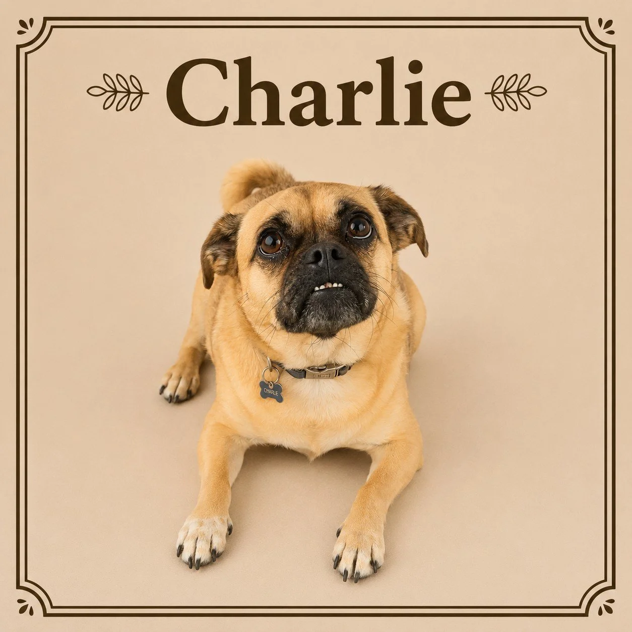 Charlie (2).jpeg