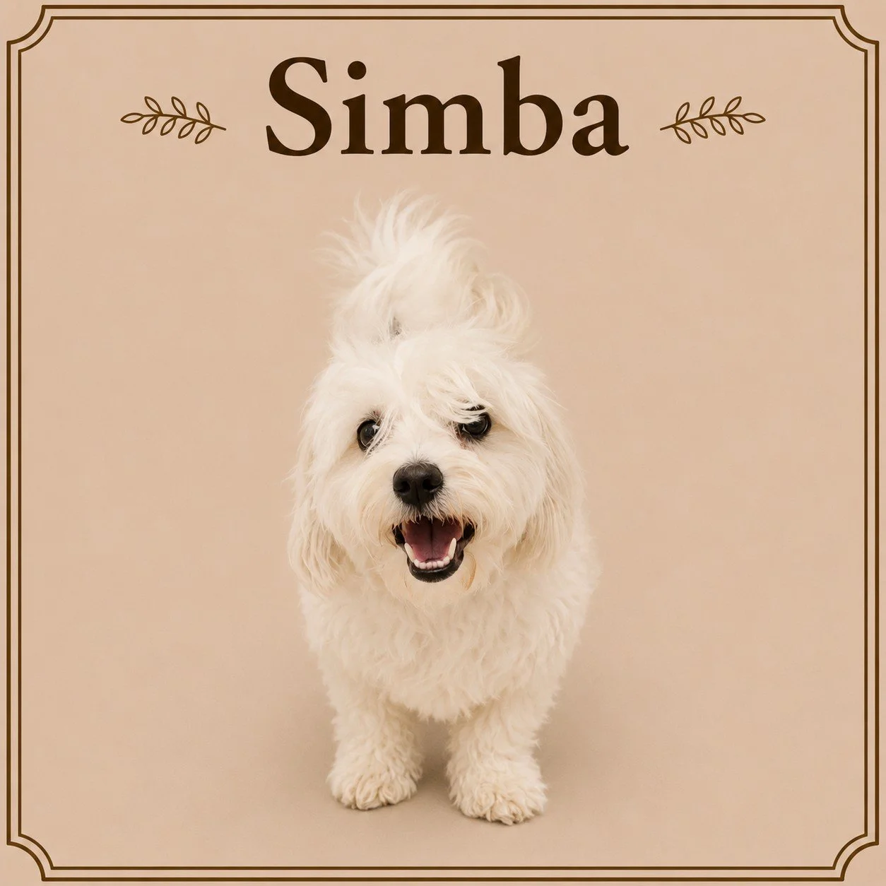 Simba.jpeg