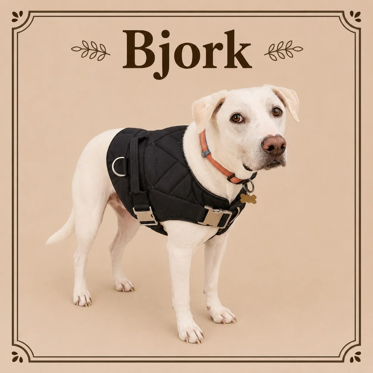 Bjork.jpeg