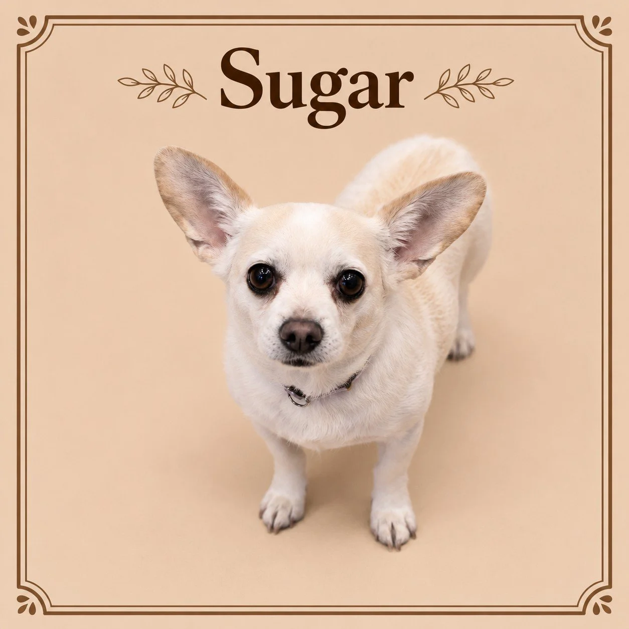 Sugar.jpg
