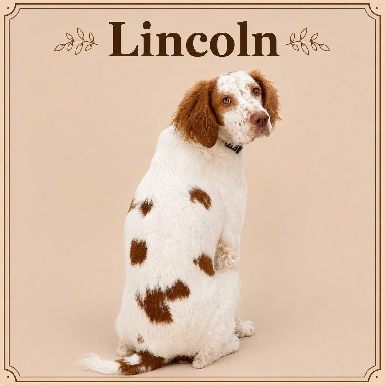 Lincoln (2).jpeg