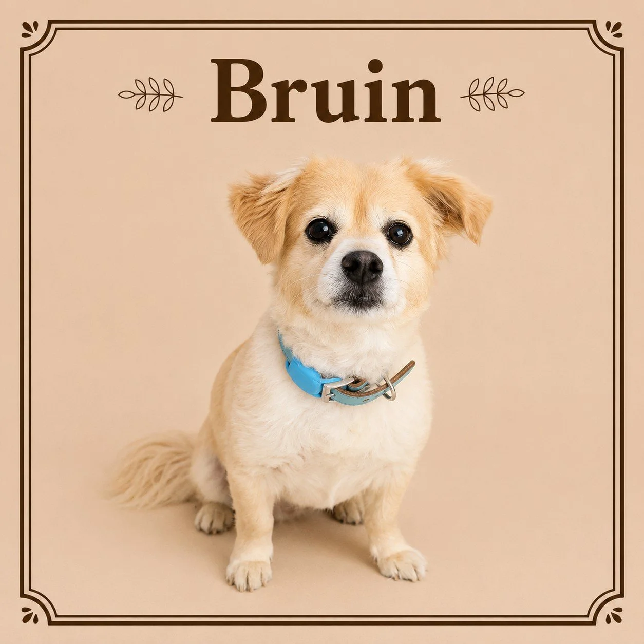 Bruin.jpeg