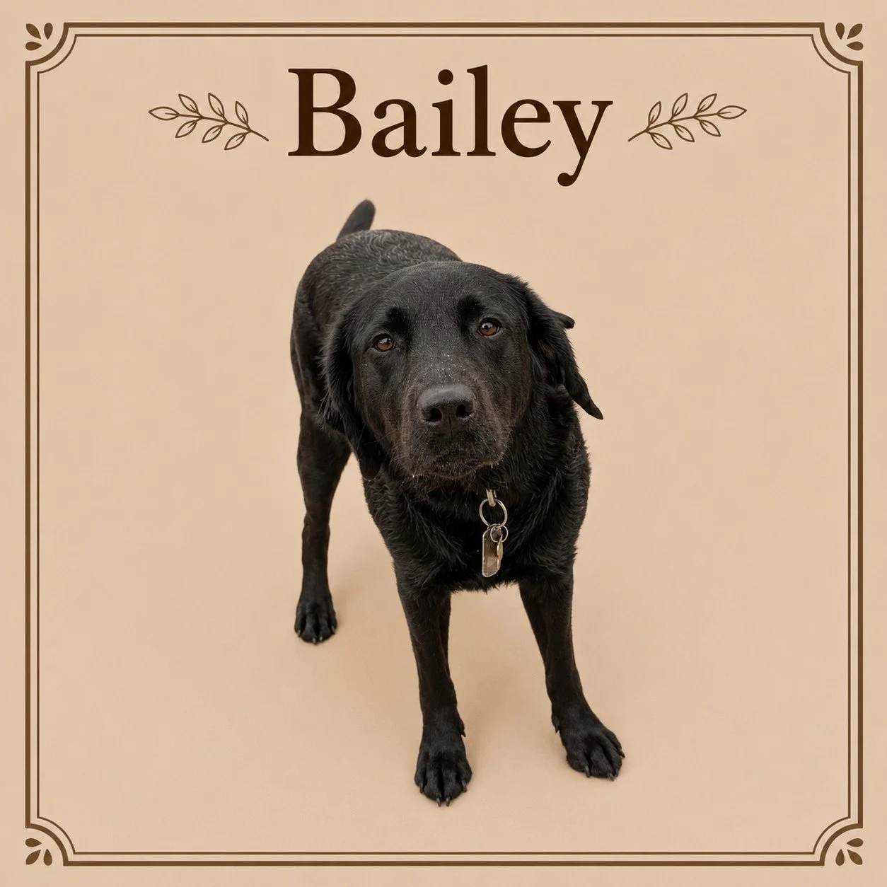 Bailey (2).jpeg