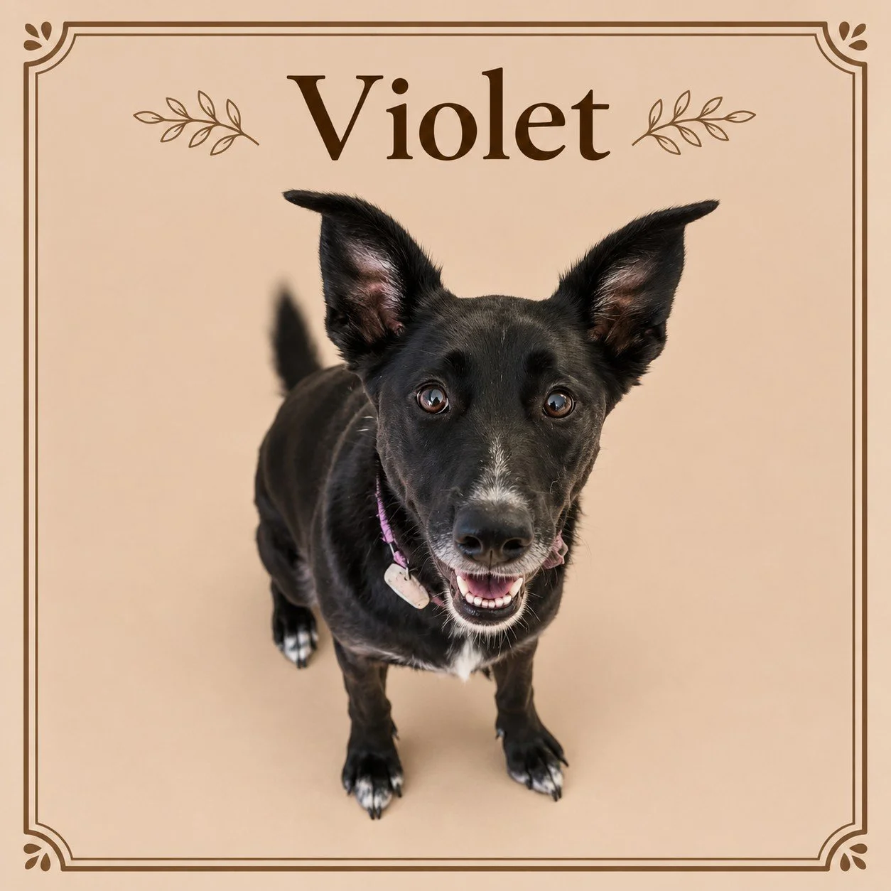 Violet.jpg