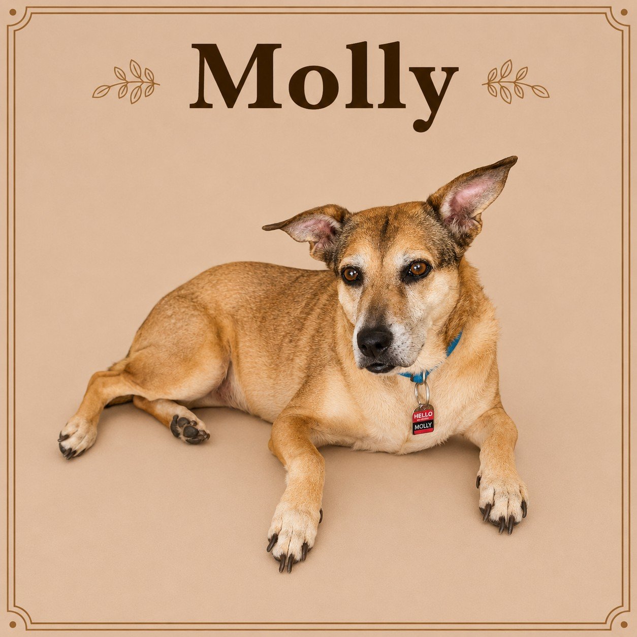 Molly (2).jpeg