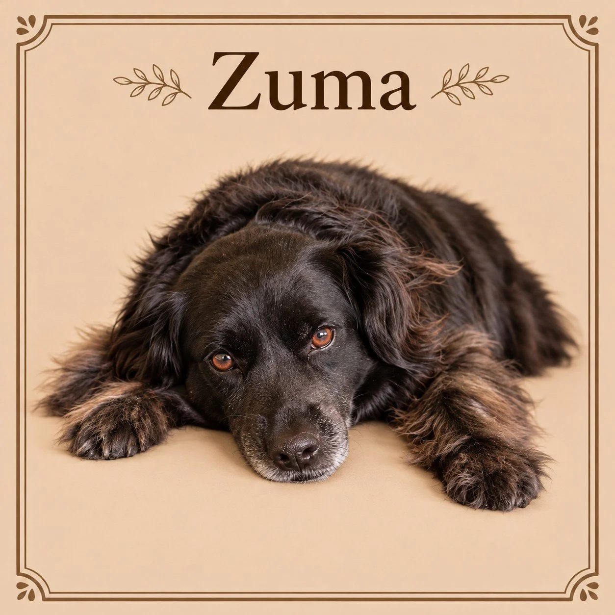 Zuma.jpg