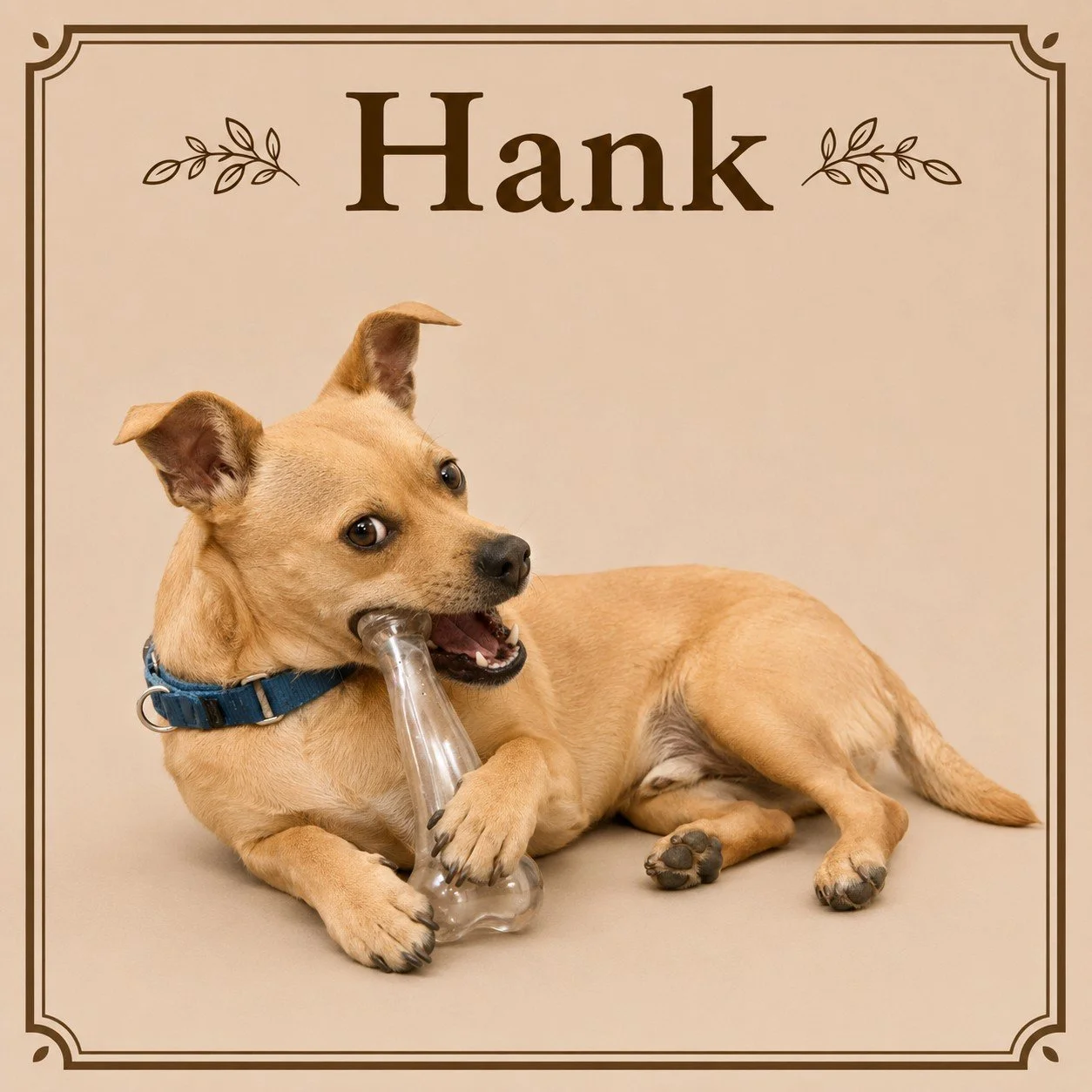 Hank (2).jpeg