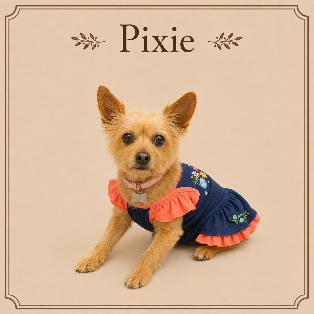 Pixie.jpeg