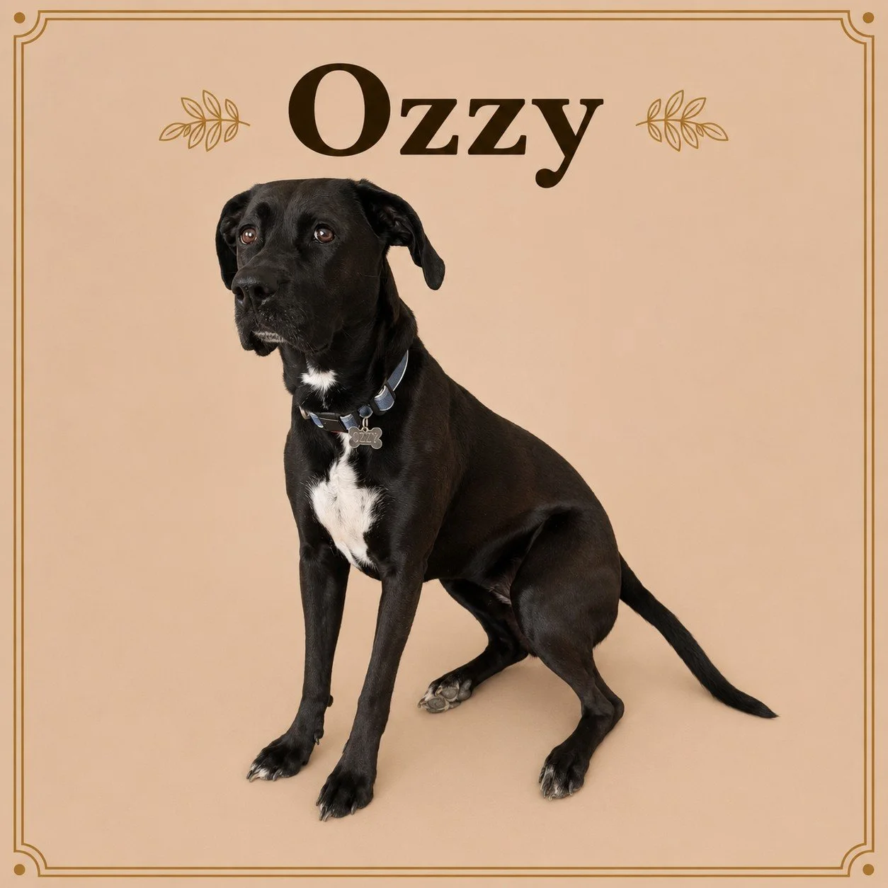 Ozzy.jpeg