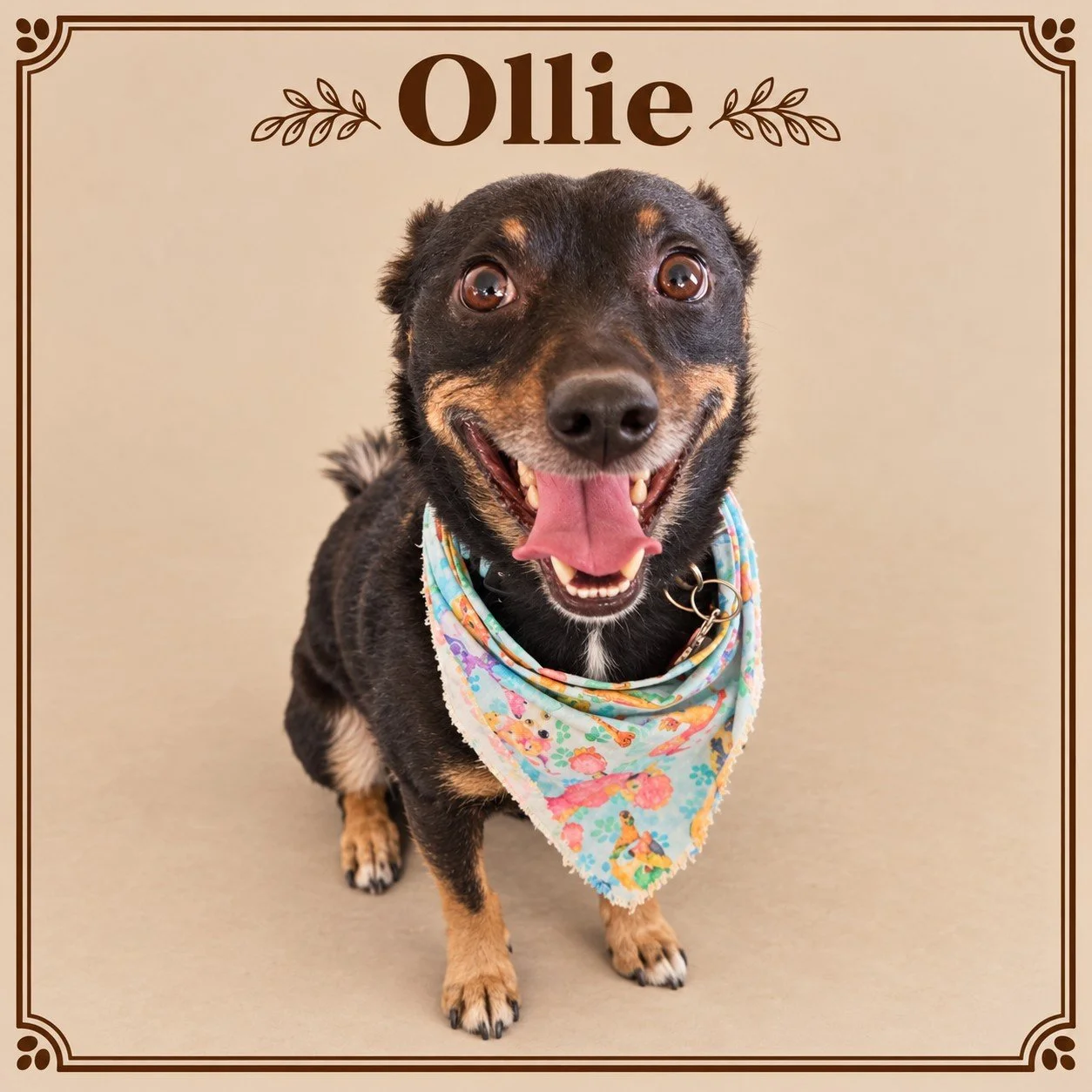 Ollie.jpg