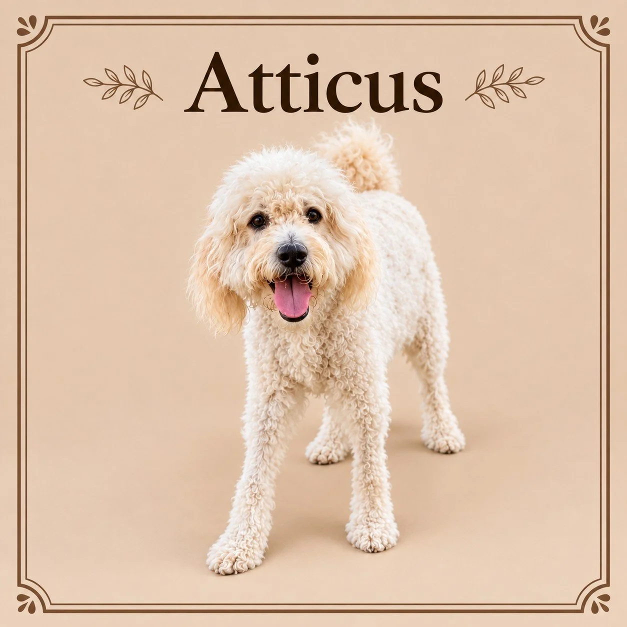 Atticus.jpg