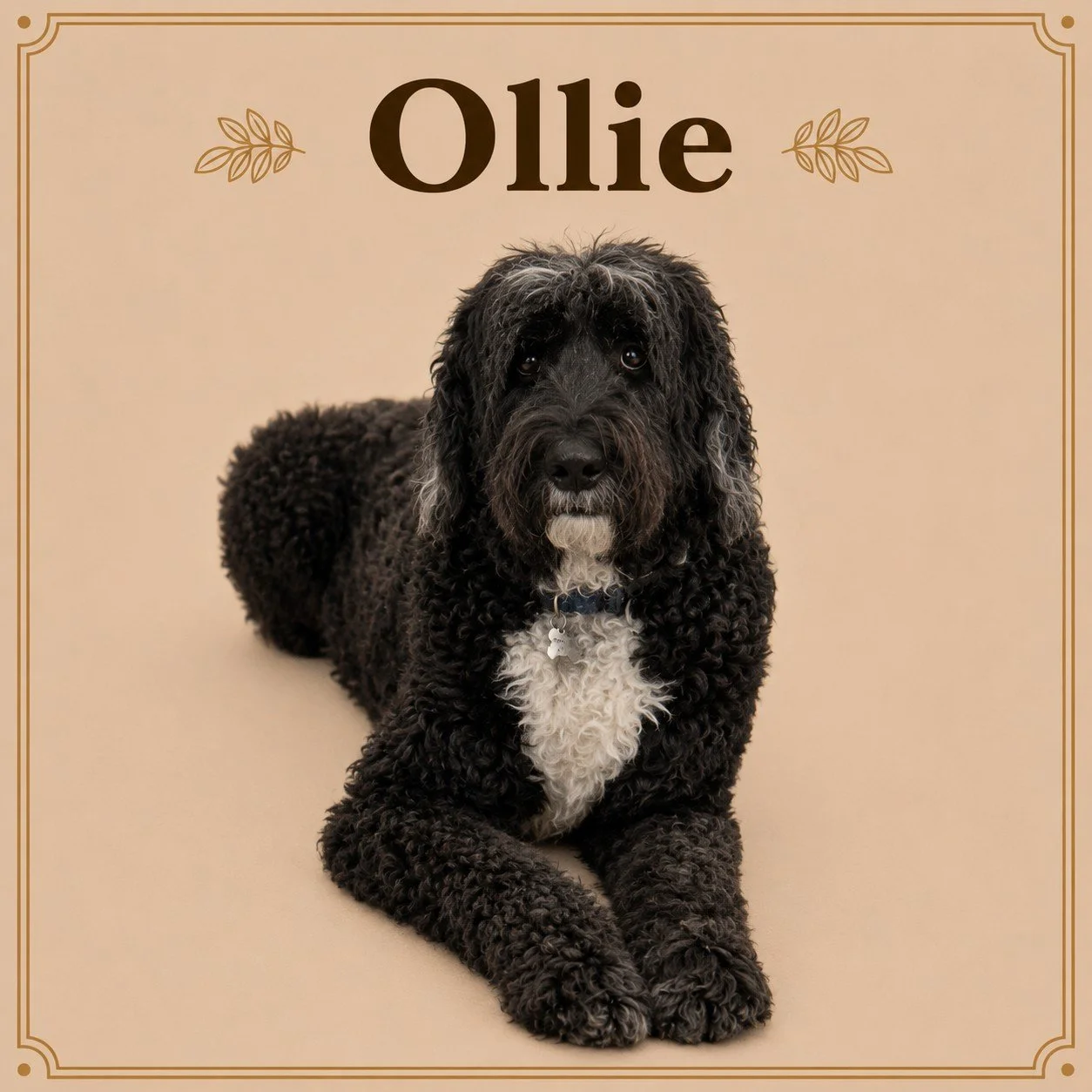 Ollie.jpeg