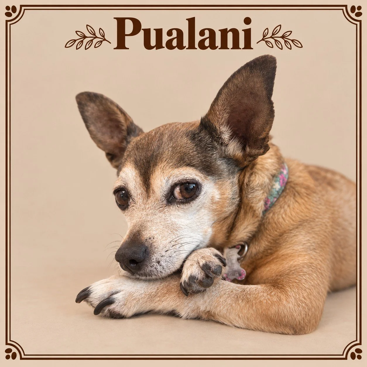 Pualani.jpg