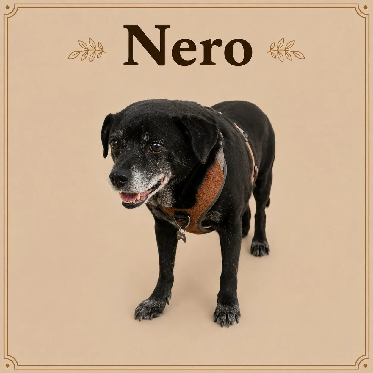 Nero.jpeg