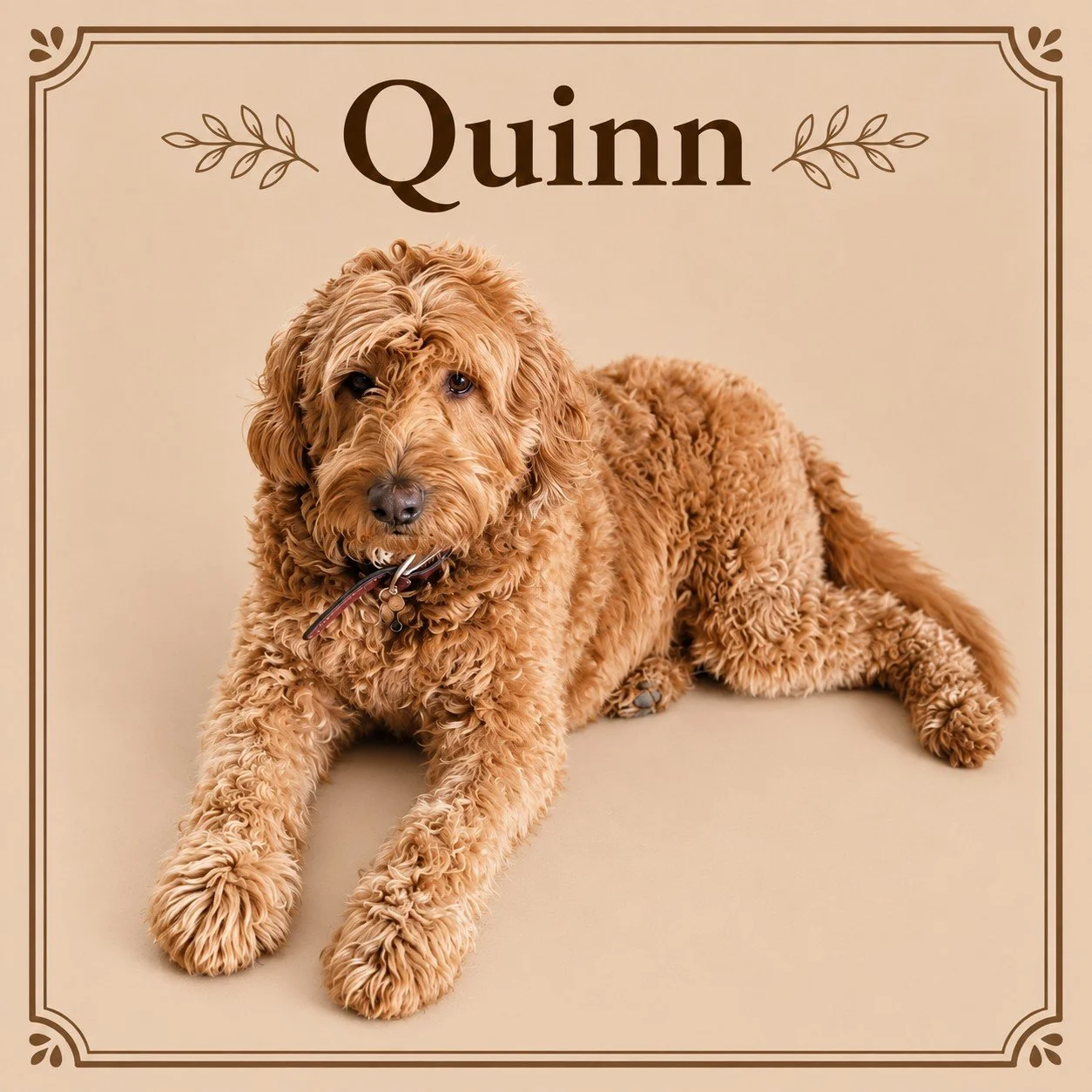 Quinn.jpg