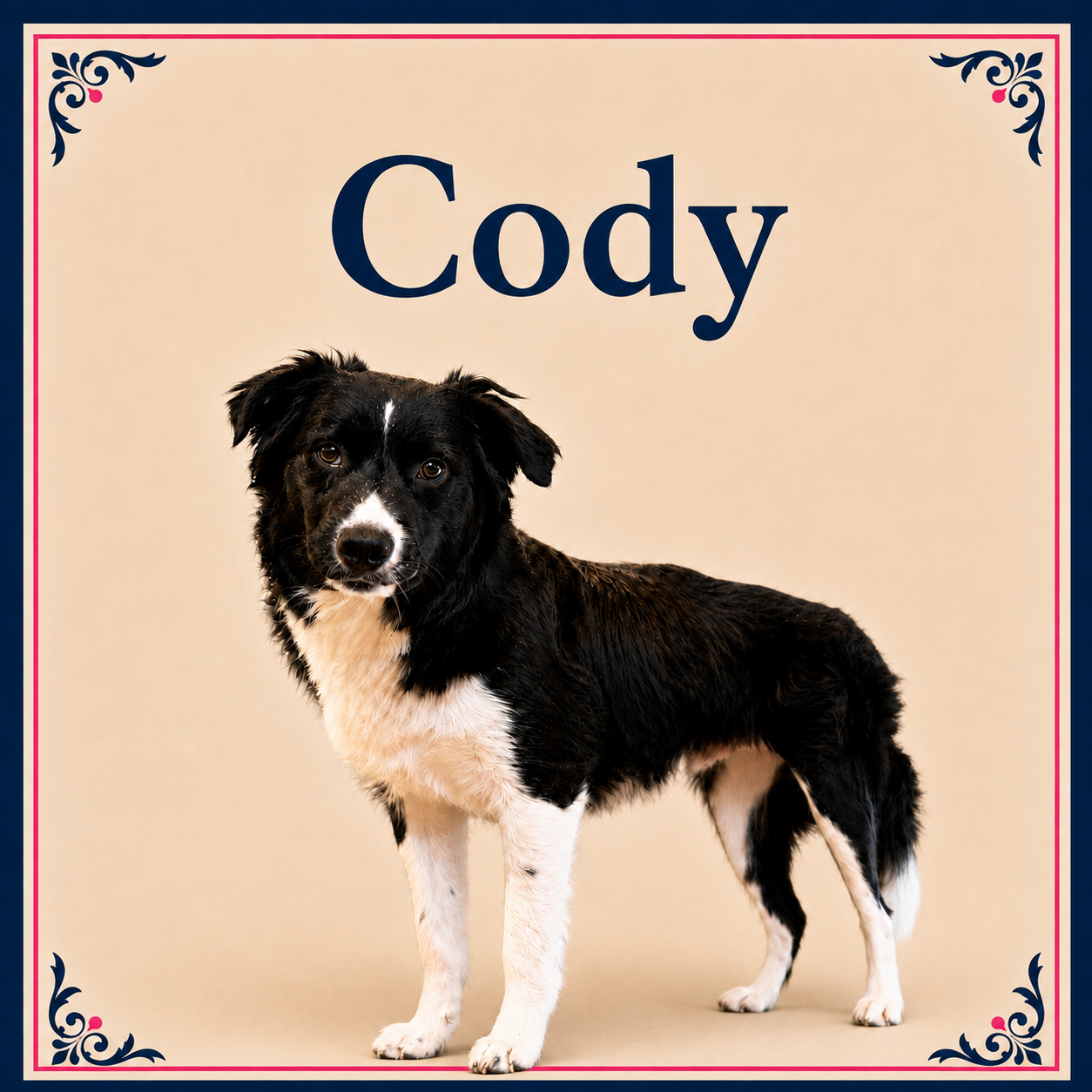 Cody