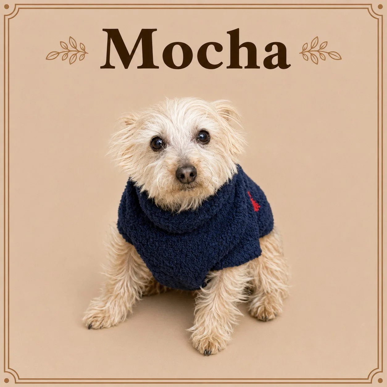 Mocha.jpeg