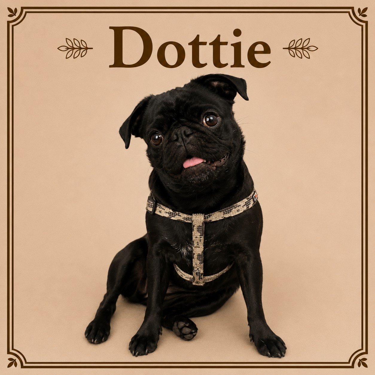 Dottie (2).jpeg